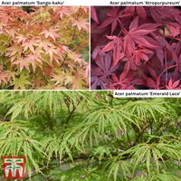 Acer Collection