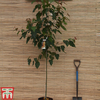 Acer davidii 