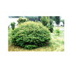 Acer ginnala 