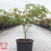 Acer japonicum 
