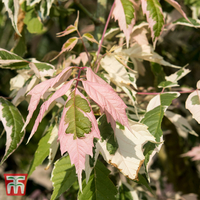 Acer negundo 