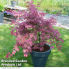 Acer palmatum 