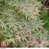 Acer palmatum 