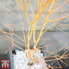 Acer palmatum 