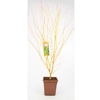 Acer palmatum 