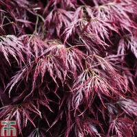 Acer palmatum 