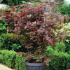 Acer palmatum