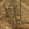 Asparagus officinalis 