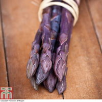 Asparagus officinalis 