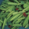 Asparagus Pea - 1 packet (35 seeds)