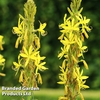 Asphodeline 