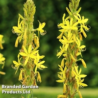 Asphodeline 