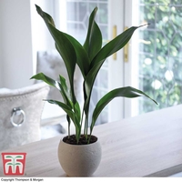 Aspidistra elatior (House Plant)