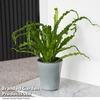 Asplenium antiquum 