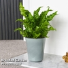 Asplenium nidus 