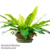 Asplenium nidus