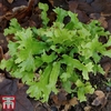 Asplenium (Phyllitis) scolopendrium 