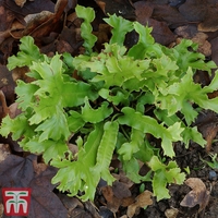 Asplenium (Phyllitis) scolopendrium 