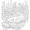 Asplenium scolopendrium 