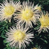 Aster Florette Champagne - 1 packet (100 seeds)