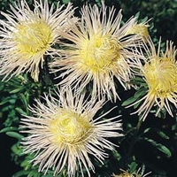 Aster Florette Champagne - 1 packet (100 seeds)