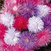 Aster Starlight - 72 plugs