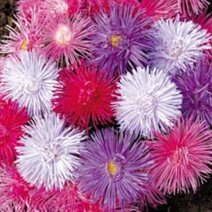 Aster Starlight - 72 plugs
