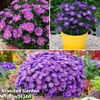 Aster 