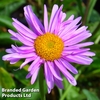 Aster alpinus 