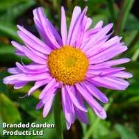 Aster alpinus 