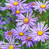 Aster amellus 