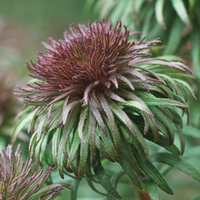 Aster 
