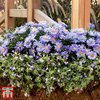 Aster 