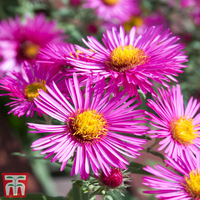 Aster 