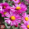 Aster 