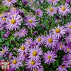 Aster 
