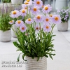 Aster 