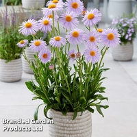 Aster 