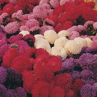 Aster 