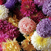 Aster 