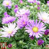 Aster dumosus 