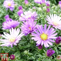 Aster dumosus 