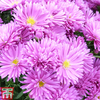 Aster dumosus 