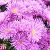 Aster dumosus 