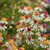 Aster ericoides 