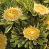 Aster 