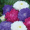 Aster 