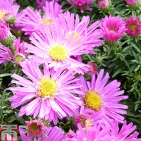 Aster novi-belgii 