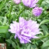 Aster novi-belgii 