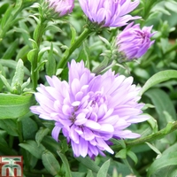 Aster novi-belgii 